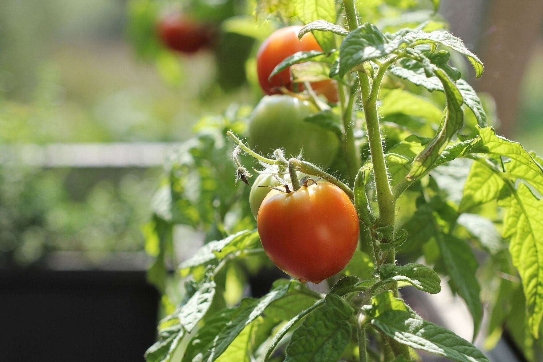Master Gardeners: Tomato Time: Tips for trying container gardening